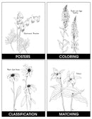 WILDFLOWERS PICTURE COLLECTION