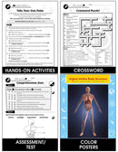 Circulatory, Digestive & Reproductive Systems: Blood Vessels Gr. 5-8