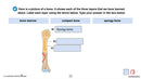 Cells, Skeletal & Muscular Systems: The Skeletal System – Bones - Google Slides