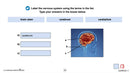 Senses, Nervous & Respiratory Systems: The Nervous System – Brain - Google Slides
