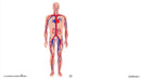 Circulatory, Digestive & Reproductive Systems: The Circulatory System – Blood Vessels - Google Slides