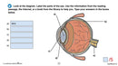 Human Body BUNDLE - Google Slides