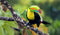 Explore South America’s Amazon Rainforest this World Rainforest Day