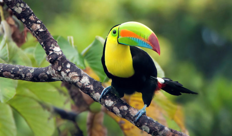 Explore South America’s Amazon Rainforest this World Rainforest Day