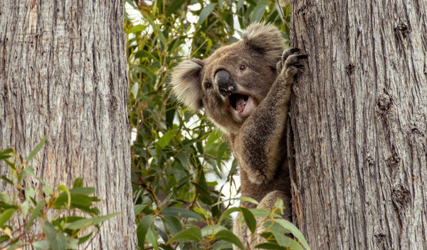 A Case Study: The Koala and Its Adaptations