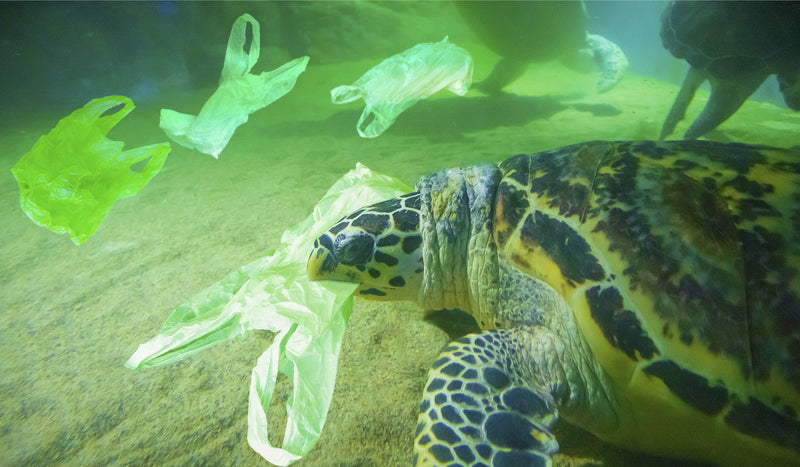 A Study on Plastic for Earth Month