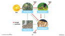 Hands-On STEAM - Life Science: Food and Energy - Google Slides
