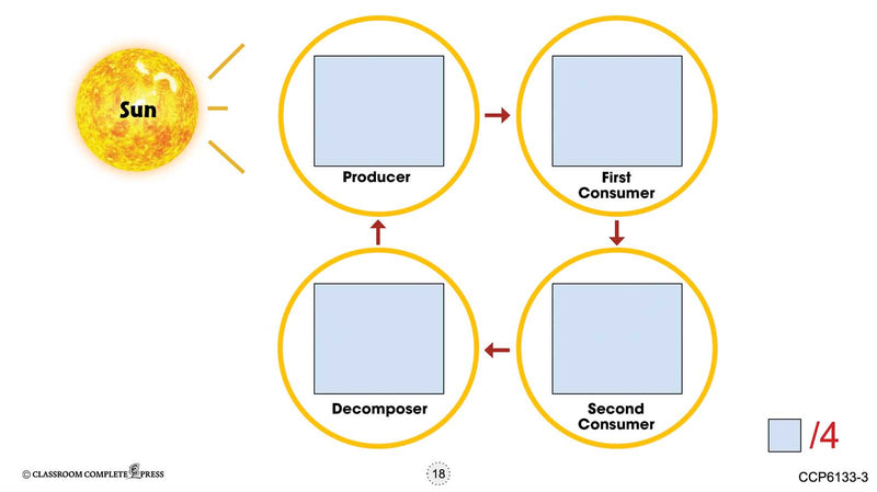 Hands-On STEAM - Life Science: Food Chains - Google Slides