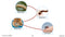 Hands-On STEAM - Life Science: Life Cycle - Google Slides
