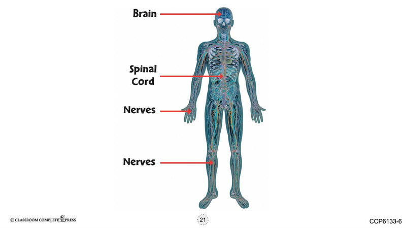Hands-On STEAM - Life Science: The Brain - Google Slides