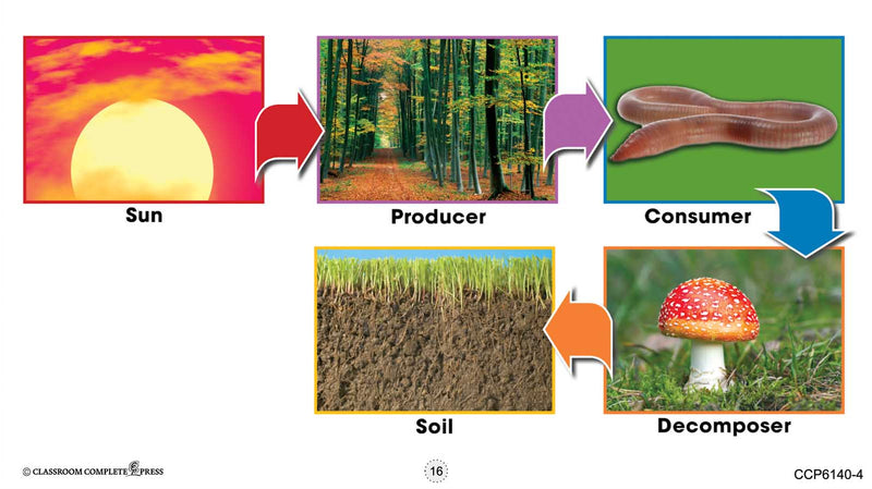 Ecosystems: Producers, Consumers & Decomposers - Google Slides