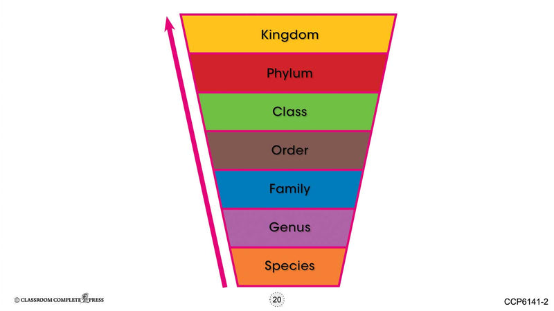 Classification & Adaptation: Formal Classification - Google Slides