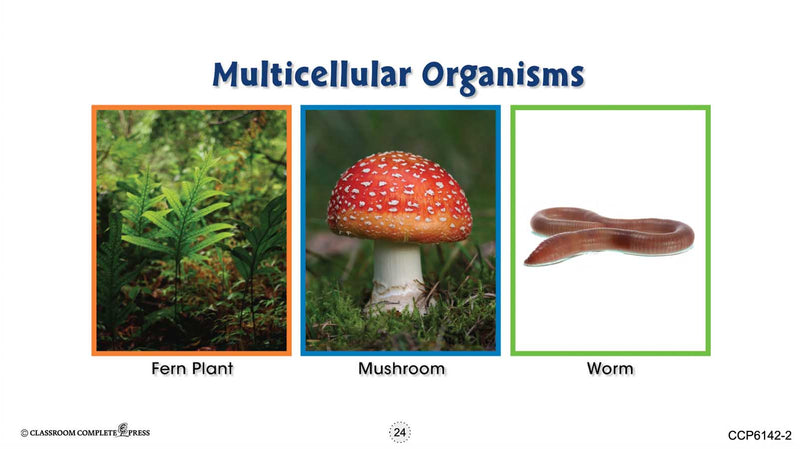 Cells: Single-Celled and Multicellular Organisms - Google Slides