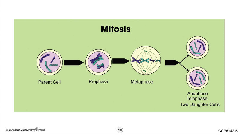 Cells: Cell Reproduction - Google Slides
