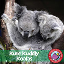 Kute Kuddly Koalas