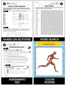 Cells, Skeletal & Muscular Systems: The Muscular System - Muscles Gr. 5-8