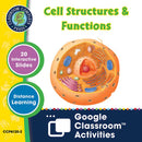 Cells, Skeletal & Muscular Systems: Cell Structures & Functions - Google Slides