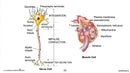 Cells, Skeletal & Muscular Systems: Cells, Tissues, Organs & Systems - Google Slides