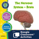 Senses, Nervous & Respiratory Systems: The Nervous System – Brain - Google Slides