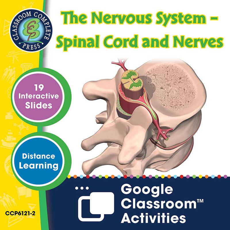 Senses, Nervous & Respiratory Systems: The Nervous System – Spinal Cord and Nerves - Google Slides