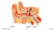 Senses, Nervous & Respiratory Systems: The Sense of Hearing - Google Slides