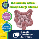 Circulatory, Digestive & Reproductive Systems: The Excretory System – Kidneys & Large Intestine - Google Slides